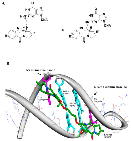 Fig.1 The mechanism of covalent binding of a PBD molecule.